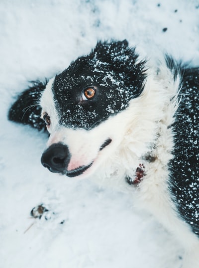 雪上的黑白狗